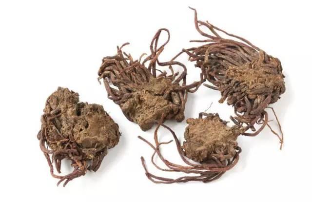 乌梅产地哪里最好，乌梅什么地方产的好（坚持每天最少记一味中药—乌梅）