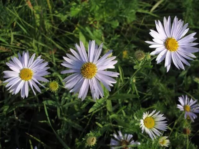 乌梅产地哪里最好，乌梅什么地方产的好（坚持每天最少记一味中药—乌梅）