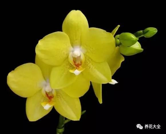 花期最长的蝴蝶兰品种，祝您大富大贵好运来（蝴蝶兰花期超长品种）