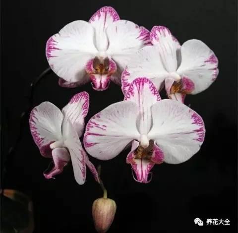 花期最长的蝴蝶兰品种，祝您大富大贵好运来（蝴蝶兰花期超长品种）