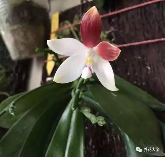 花期最长的蝴蝶兰品种，祝您大富大贵好运来（蝴蝶兰花期超长品种）