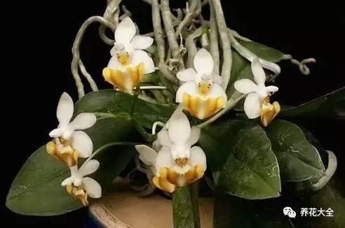 花期最长的蝴蝶兰品种，祝您大富大贵好运来（蝴蝶兰花期超长品种）