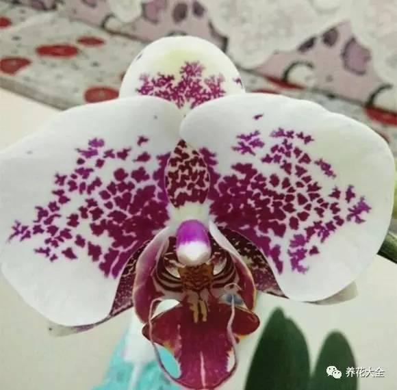 花期最长的蝴蝶兰品种，祝您大富大贵好运来（蝴蝶兰花期超长品种）