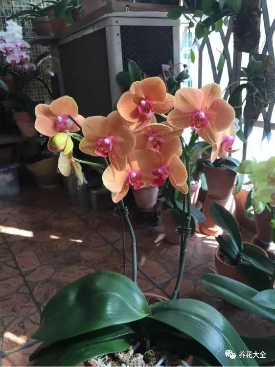 花期最长的蝴蝶兰品种，祝您大富大贵好运来（蝴蝶兰花期超长品种）