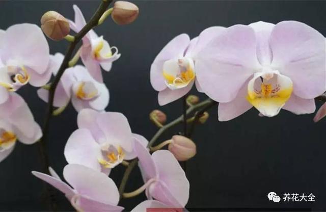 花期最长的蝴蝶兰品种，祝您大富大贵好运来（蝴蝶兰花期超长品种）