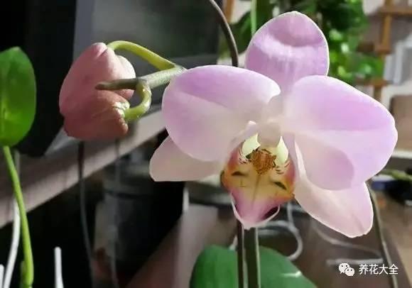 花期最长的蝴蝶兰品种，祝您大富大贵好运来（蝴蝶兰花期超长品种）