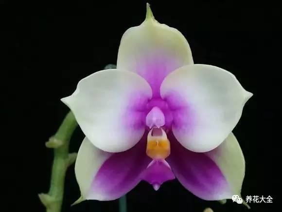 花期最长的蝴蝶兰品种，祝您大富大贵好运来（蝴蝶兰花期超长品种）