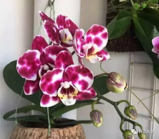 花期最长的蝴蝶兰品种，祝您大富大贵好运来（蝴蝶兰花期超长品种）