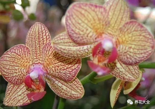 花期最长的蝴蝶兰品种，祝您大富大贵好运来（蝴蝶兰花期超长品种）