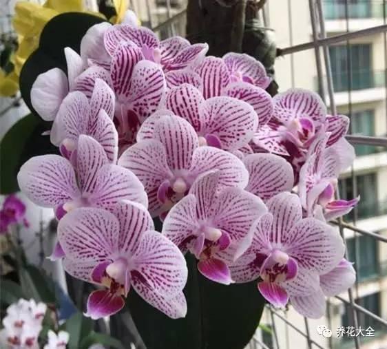 花期最长的蝴蝶兰品种，祝您大富大贵好运来（蝴蝶兰花期超长品种）