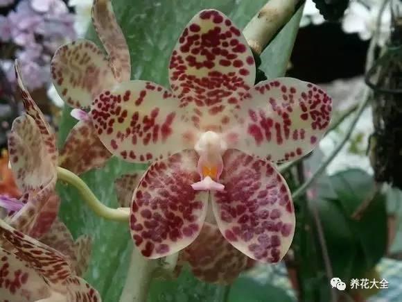 花期最长的蝴蝶兰品种，祝您大富大贵好运来（蝴蝶兰花期超长品种）