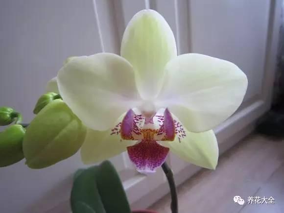 花期最长的蝴蝶兰品种，祝您大富大贵好运来（蝴蝶兰花期超长品种）