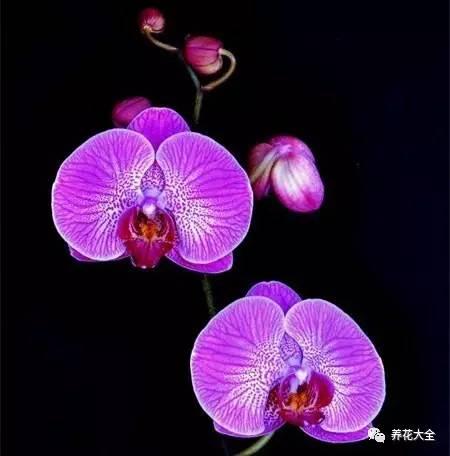 花期最长的蝴蝶兰品种，祝您大富大贵好运来（蝴蝶兰花期超长品种）