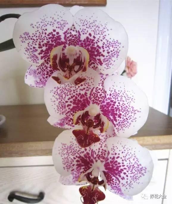花期最长的蝴蝶兰品种，祝您大富大贵好运来（蝴蝶兰花期超长品种）