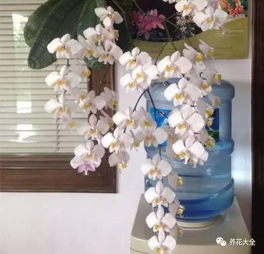 花期最长的蝴蝶兰品种，祝您大富大贵好运来（蝴蝶兰花期超长品种）