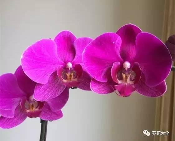 花期最长的蝴蝶兰品种，祝您大富大贵好运来（蝴蝶兰花期超长品种）