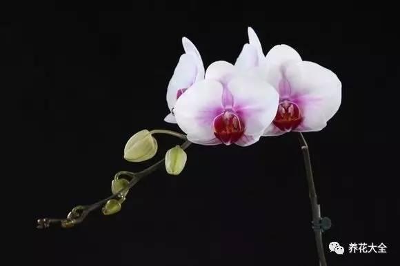 花期最长的蝴蝶兰品种，祝您大富大贵好运来（蝴蝶兰花期超长品种）