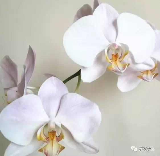 花期最长的蝴蝶兰品种，祝您大富大贵好运来（蝴蝶兰花期超长品种）