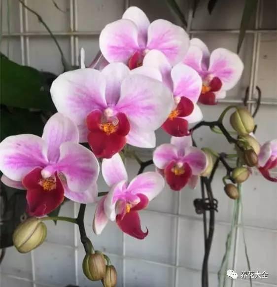 花期最长的蝴蝶兰品种，祝您大富大贵好运来（蝴蝶兰花期超长品种）