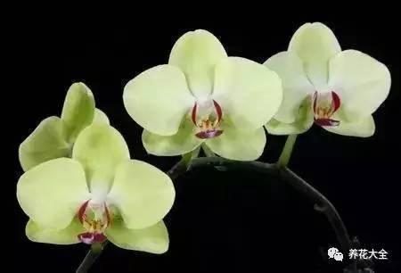 花期最长的蝴蝶兰品种，祝您大富大贵好运来（蝴蝶兰花期超长品种）