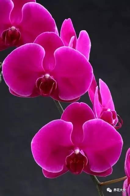 花期最长的蝴蝶兰品种，祝您大富大贵好运来（蝴蝶兰花期超长品种）