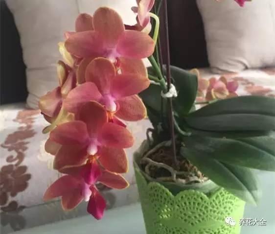 花期最长的蝴蝶兰品种，祝您大富大贵好运来（蝴蝶兰花期超长品种）