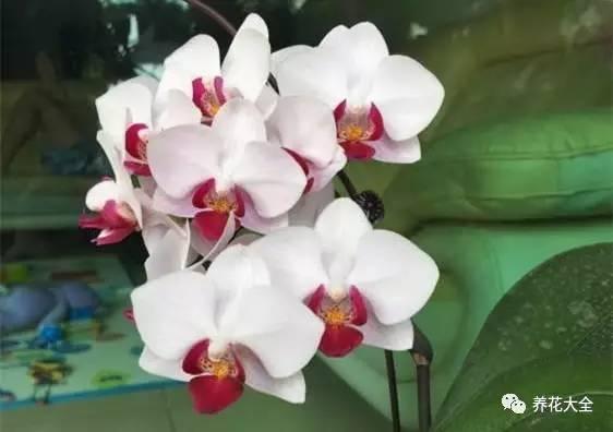 花期最长的蝴蝶兰品种，祝您大富大贵好运来（蝴蝶兰花期超长品种）