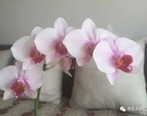 花期最长的蝴蝶兰品种，祝您大富大贵好运来（蝴蝶兰花期超长品种）