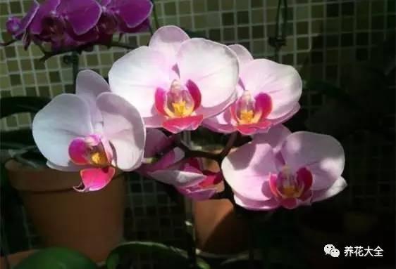 花期最长的蝴蝶兰品种，祝您大富大贵好运来（蝴蝶兰花期超长品种）