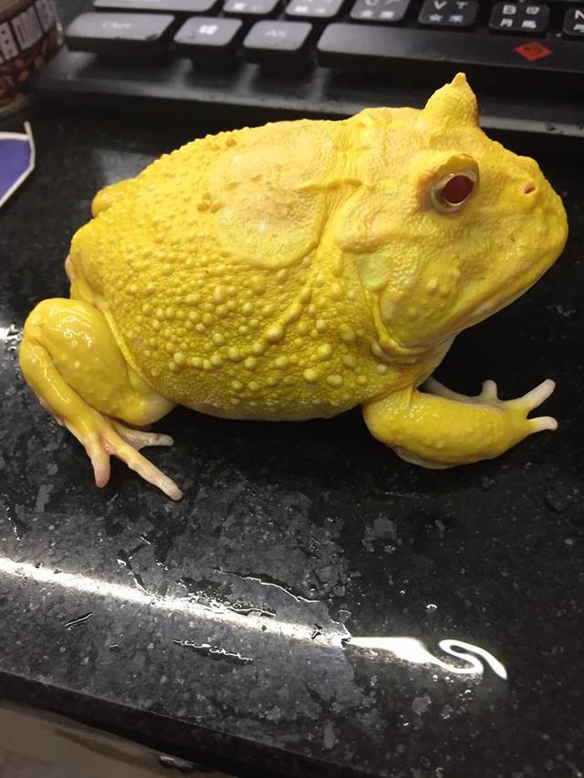 蝴蝶角蛙怎么养,蝴蝶角蛙成体多大(要先学习一些角蛙饲养的入门知识)