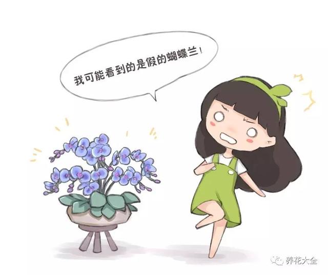 花期最长的蝴蝶兰品种，祝您大富大贵好运来（蝴蝶兰花期超长品种）