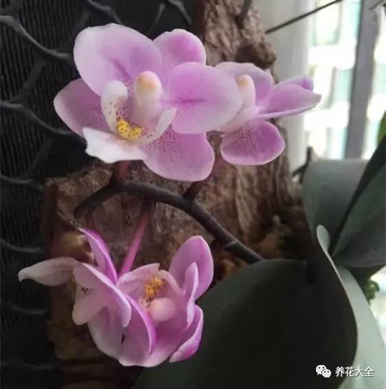 花期最长的蝴蝶兰品种，祝您大富大贵好运来（蝴蝶兰花期超长品种）