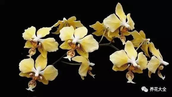 花期最长的蝴蝶兰品种，祝您大富大贵好运来（蝴蝶兰花期超长品种）