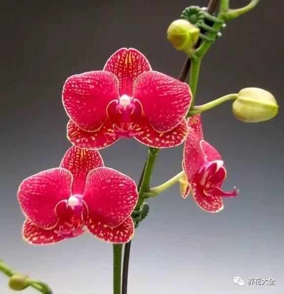 花期最长的蝴蝶兰品种，祝您大富大贵好运来（蝴蝶兰花期超长品种）