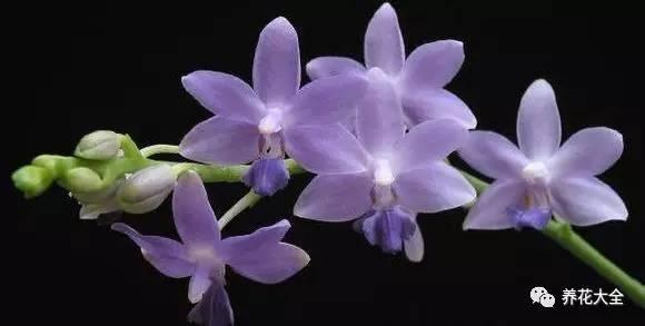 花期最长的蝴蝶兰品种，祝您大富大贵好运来（蝴蝶兰花期超长品种）