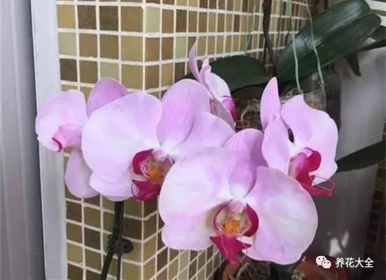 花期最长的蝴蝶兰品种，祝您大富大贵好运来（蝴蝶兰花期超长品种）