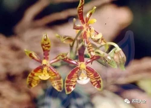 花期最长的蝴蝶兰品种，祝您大富大贵好运来（蝴蝶兰花期超长品种）