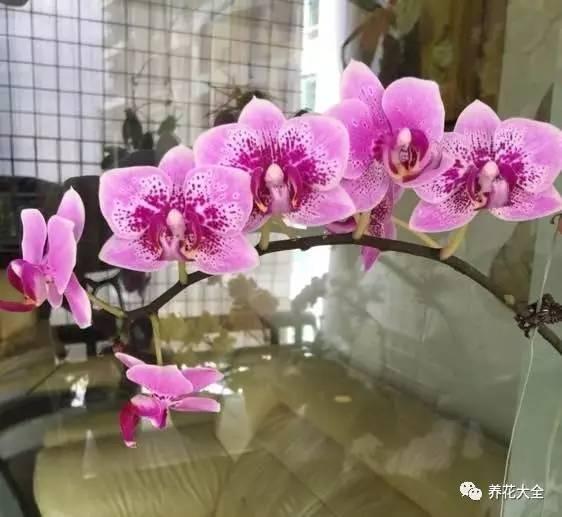 花期最长的蝴蝶兰品种，祝您大富大贵好运来（蝴蝶兰花期超长品种）