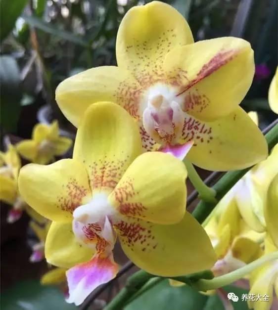 花期最长的蝴蝶兰品种，祝您大富大贵好运来（蝴蝶兰花期超长品种）