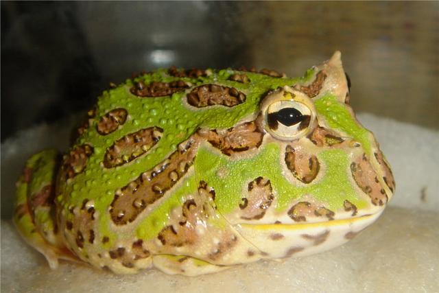 蝴蝶角蛙怎么养,蝴蝶角蛙成体多大(要先学习一些角蛙饲养的入门知识)