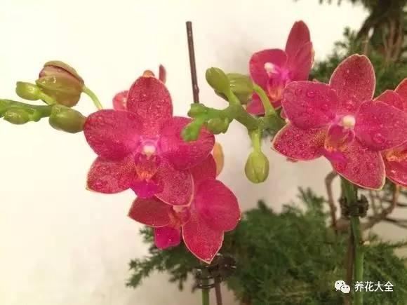 花期最长的蝴蝶兰品种，祝您大富大贵好运来（蝴蝶兰花期超长品种）