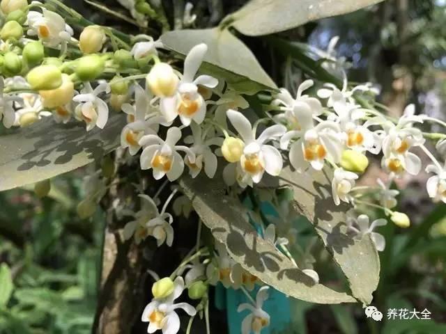 花期最长的蝴蝶兰品种，祝您大富大贵好运来（蝴蝶兰花期超长品种）