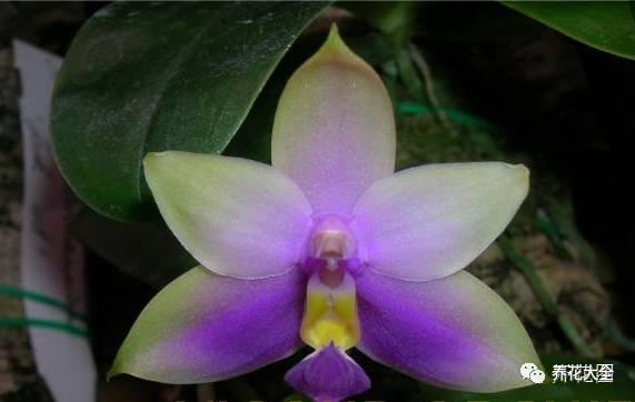 花期最长的蝴蝶兰品种，祝您大富大贵好运来（蝴蝶兰花期超长品种）