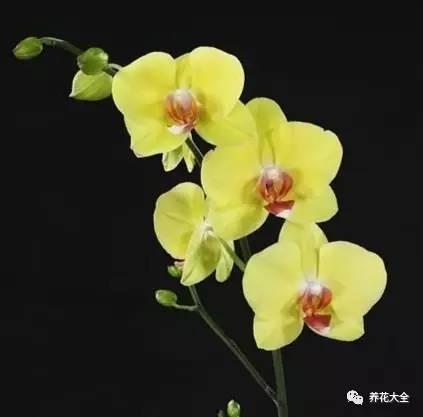 花期最长的蝴蝶兰品种，祝您大富大贵好运来（蝴蝶兰花期超长品种）