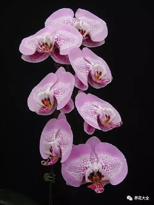 花期最长的蝴蝶兰品种，祝您大富大贵好运来（蝴蝶兰花期超长品种）