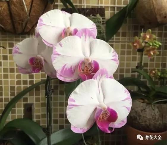 花期最长的蝴蝶兰品种，祝您大富大贵好运来（蝴蝶兰花期超长品种）