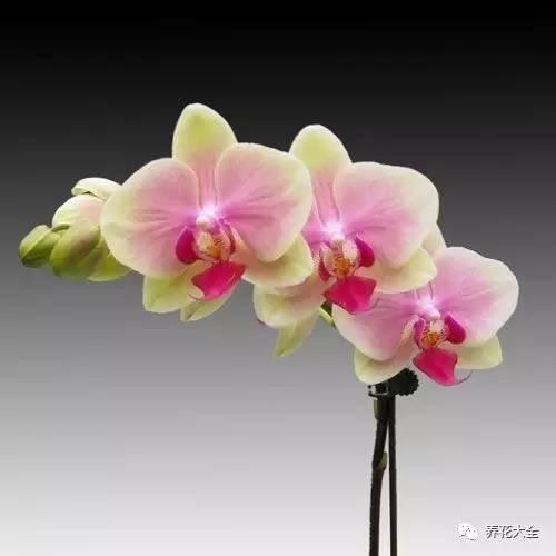 花期最长的蝴蝶兰品种，祝您大富大贵好运来（蝴蝶兰花期超长品种）