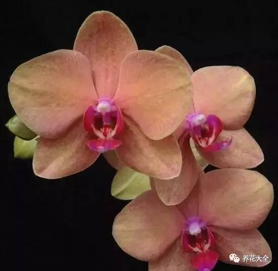 花期最长的蝴蝶兰品种，祝您大富大贵好运来（蝴蝶兰花期超长品种）