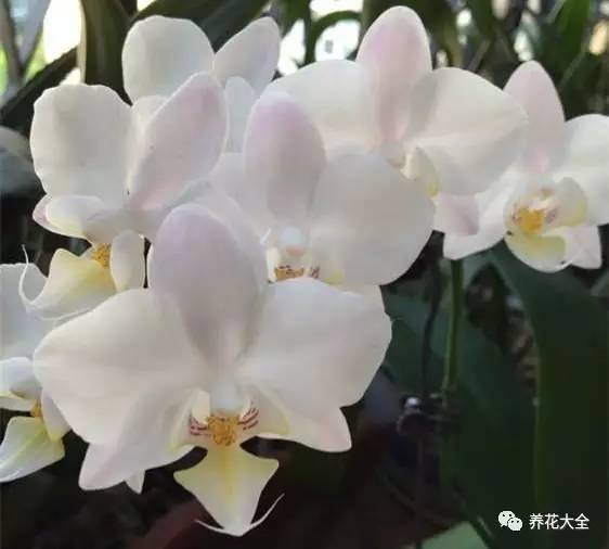 花期最长的蝴蝶兰品种，祝您大富大贵好运来（蝴蝶兰花期超长品种）