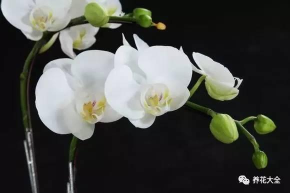 花期最长的蝴蝶兰品种，祝您大富大贵好运来（蝴蝶兰花期超长品种）